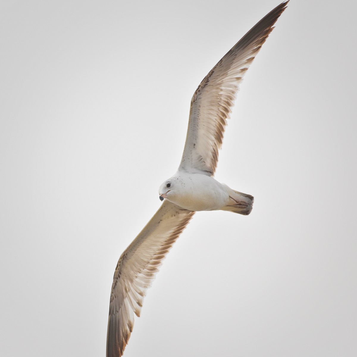 Ring-billed Gull - ML85517541