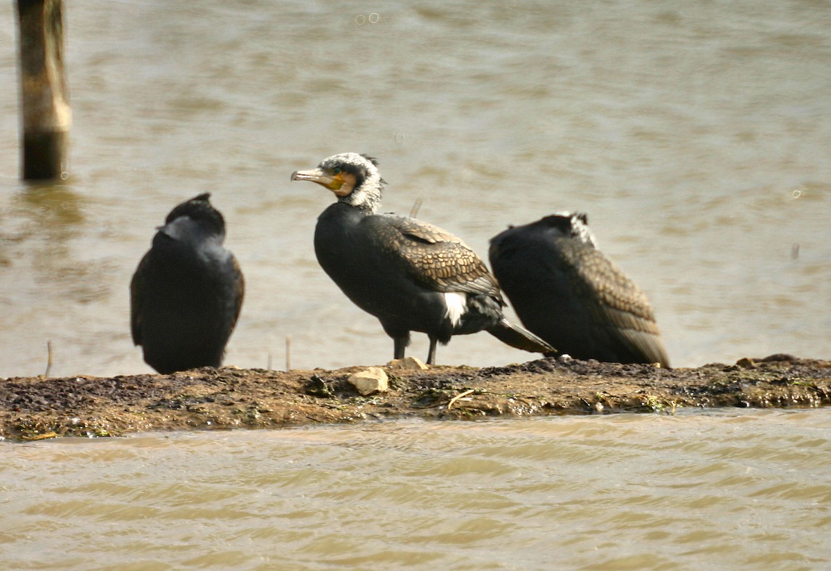 Great Cormorant (Eurasian) - Jon Lowes
