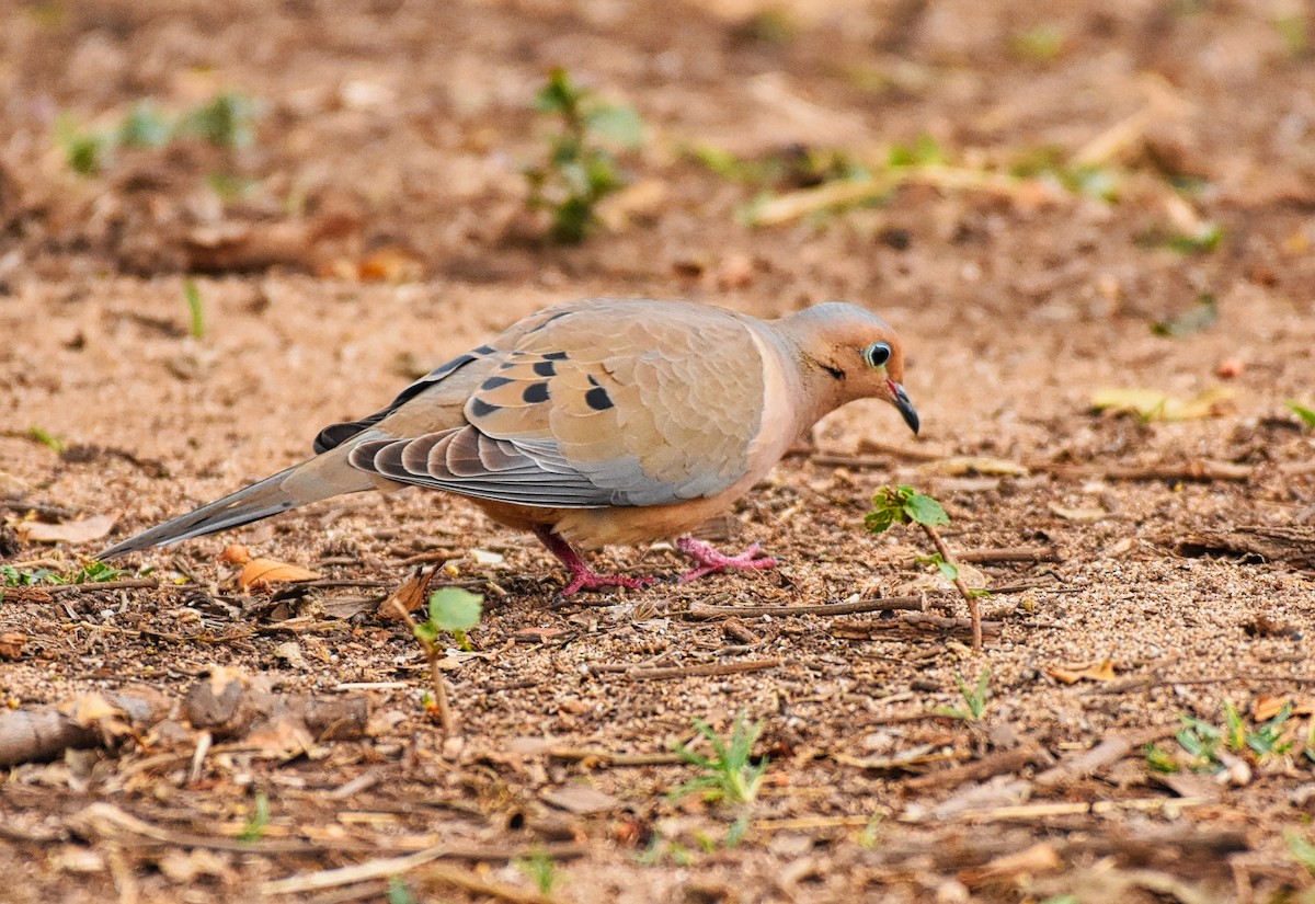 Mourning Dove - ML85517751