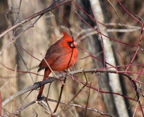 Northern Cardinal - ML85520491