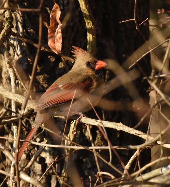 Northern Cardinal - ML85520501