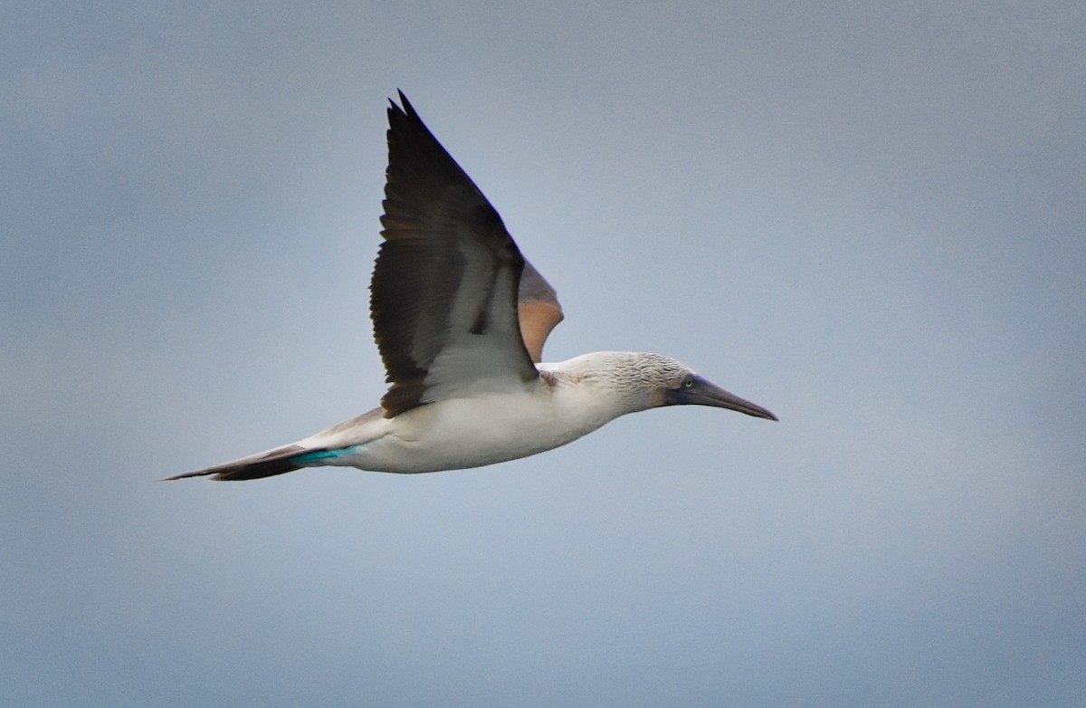 Blue-footed Booby - ML85521071