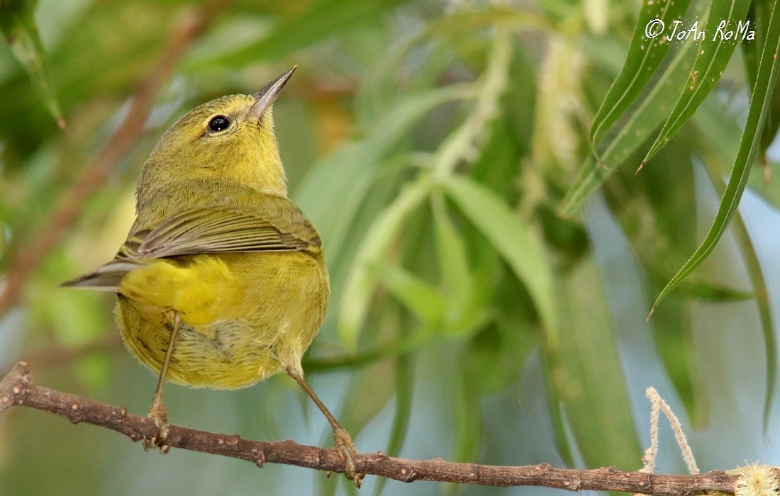 Orange-crowned Warbler - ML85521731