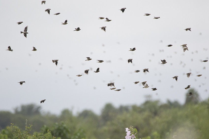 Bobolink - Oscar Bordon