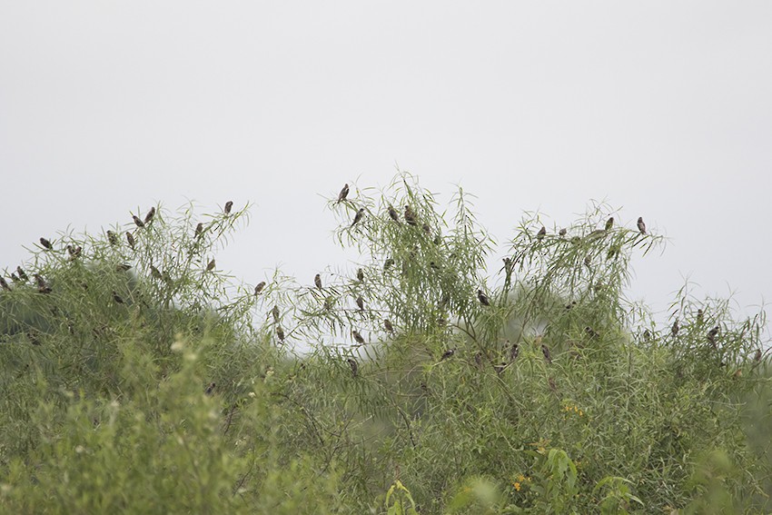 bobolink americký - ML85522101