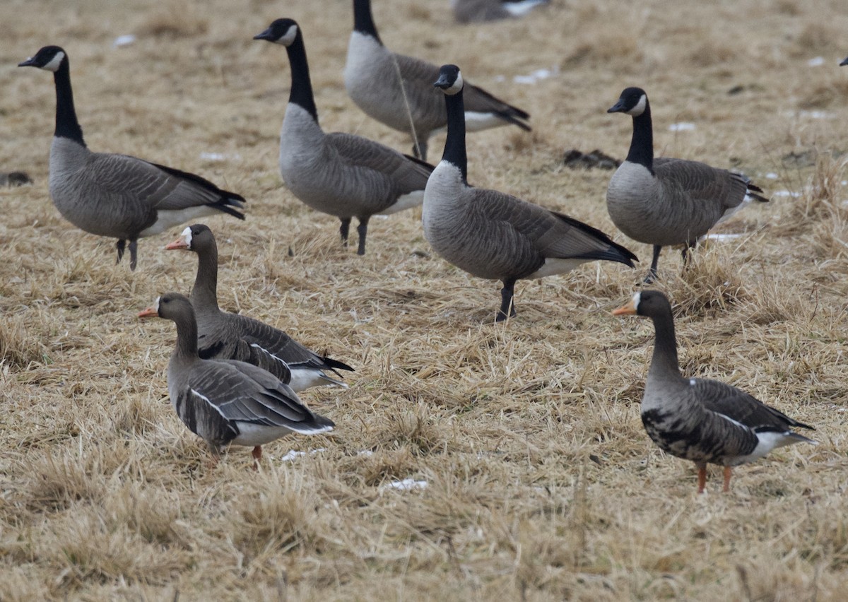 Greater White-fronted Goose - Lee Funderburg