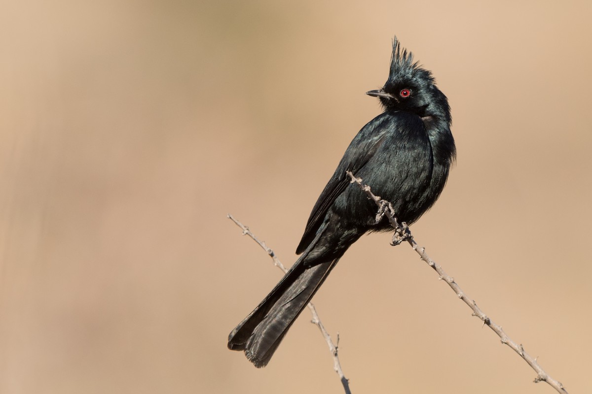Phainopepla - Jason Dain