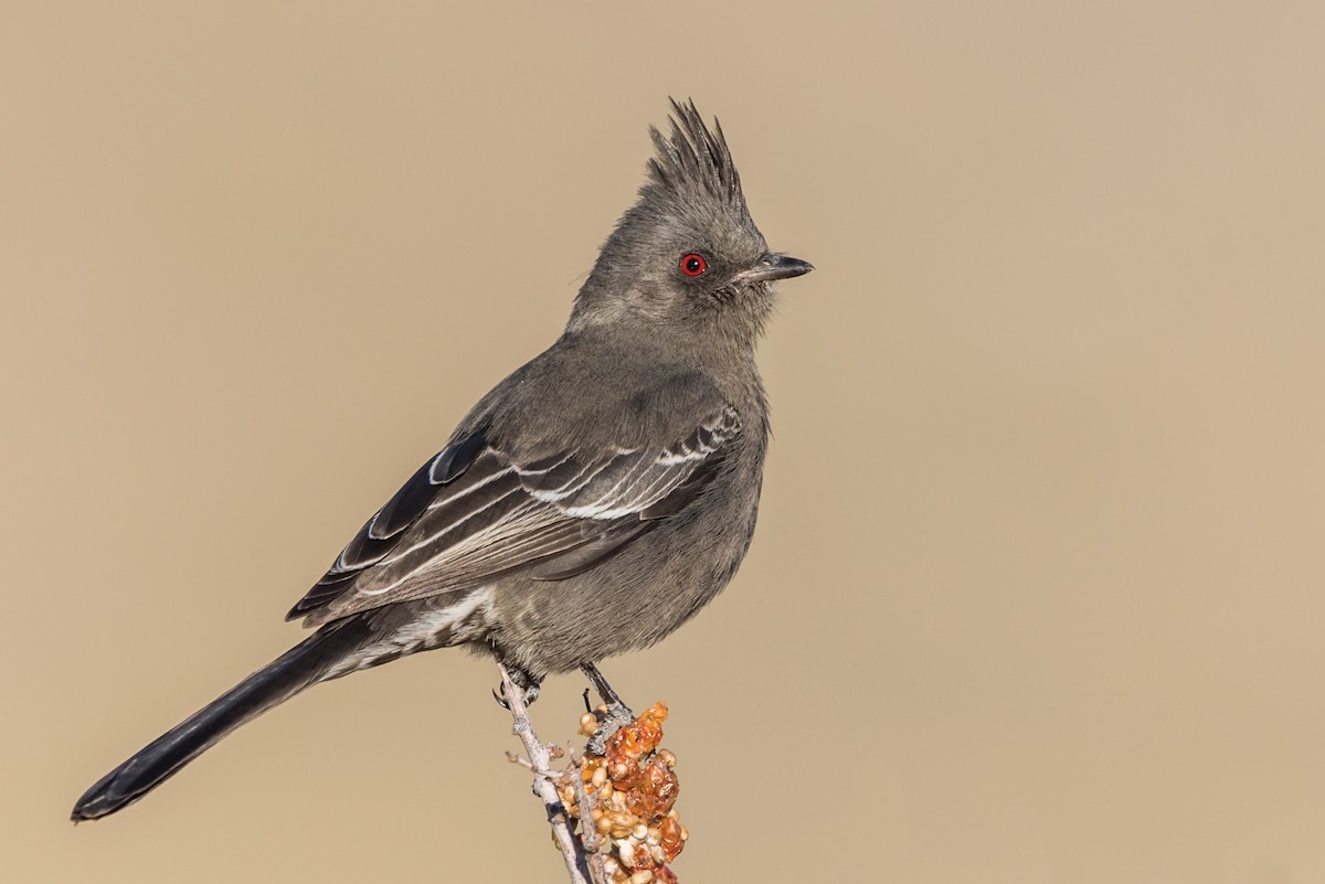 Phainopepla - Jason Dain