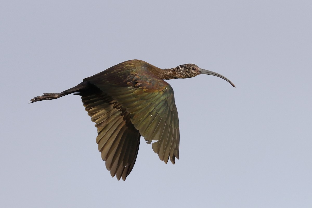 White-faced Ibis - Sharif Uddin