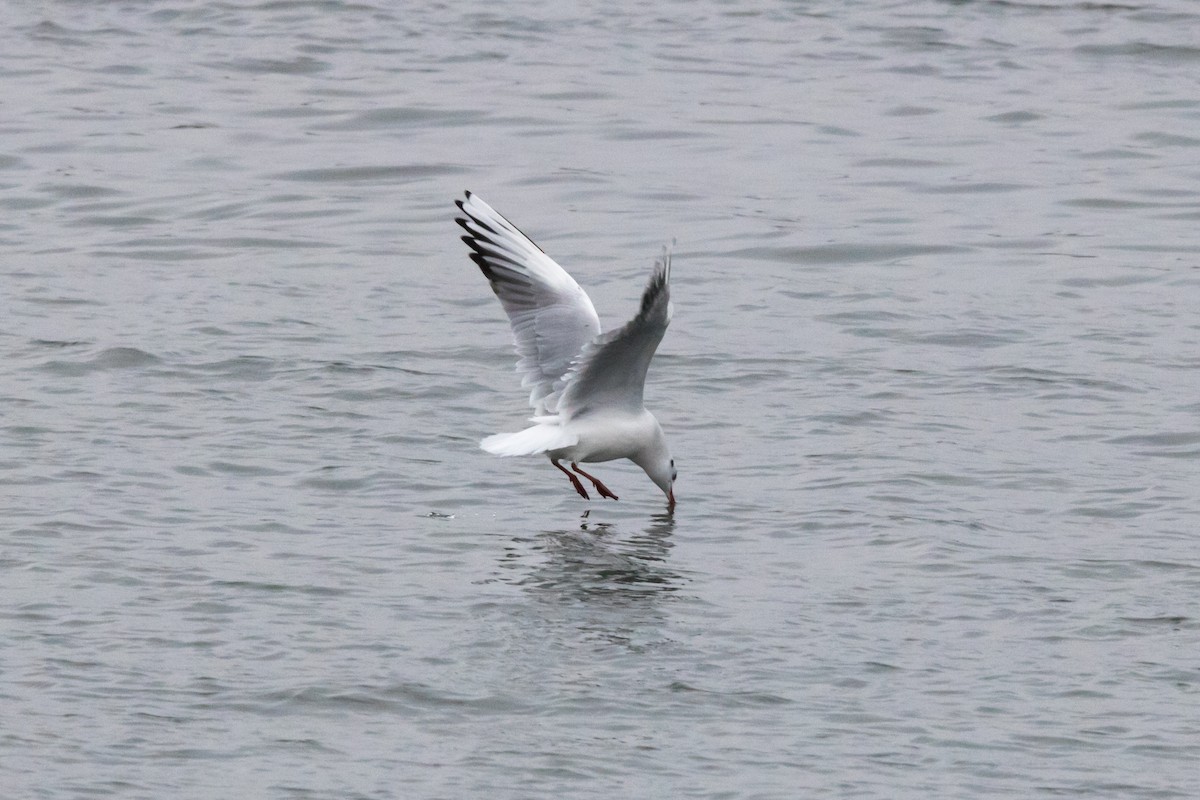 Black-headed Gull - ML85523501