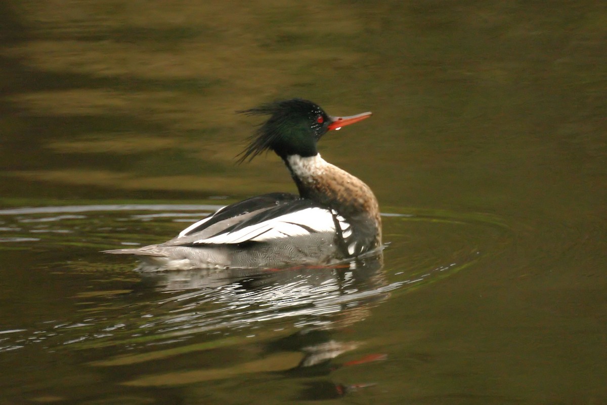 Red-breasted Merganser - ML85523811