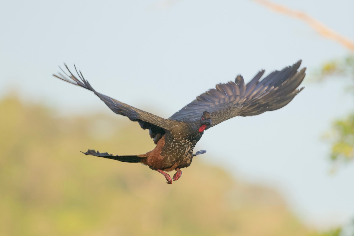 Crested Guan - Cory Gregory