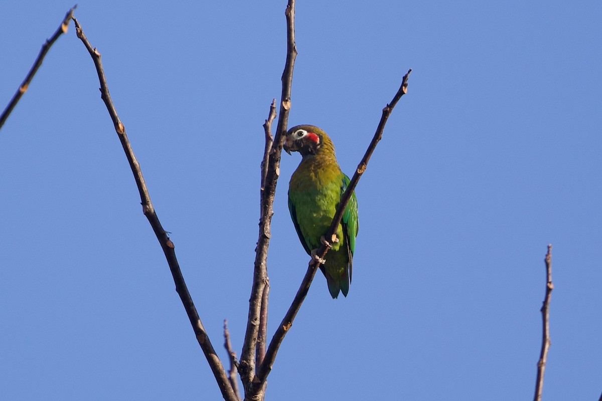 Brown-hooded Parrot - Cory Gregory