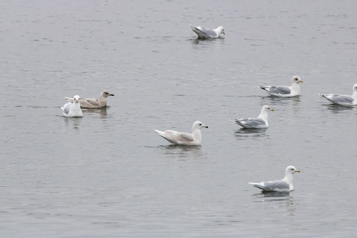 Gaviota Groenlandesa - ML85524321