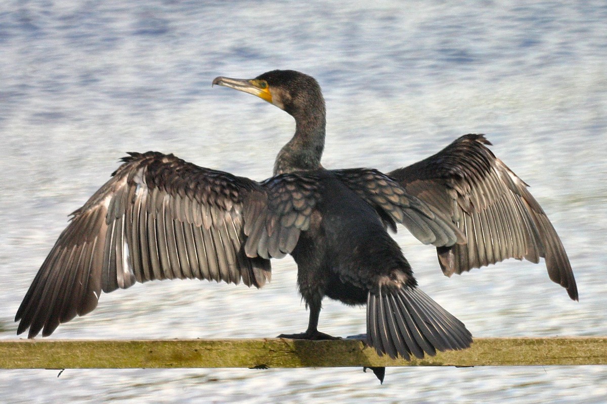 Great Cormorant (Eurasian) - Jon Lowes