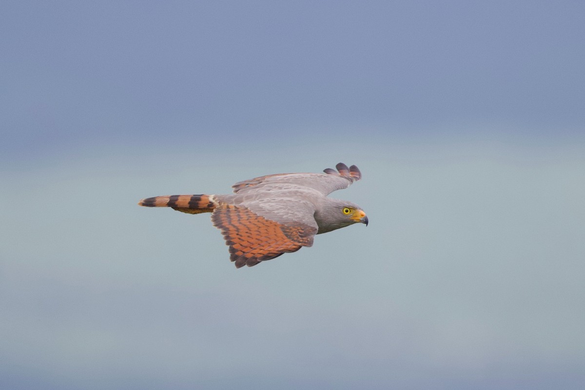 Roadside Hawk - ML85525541