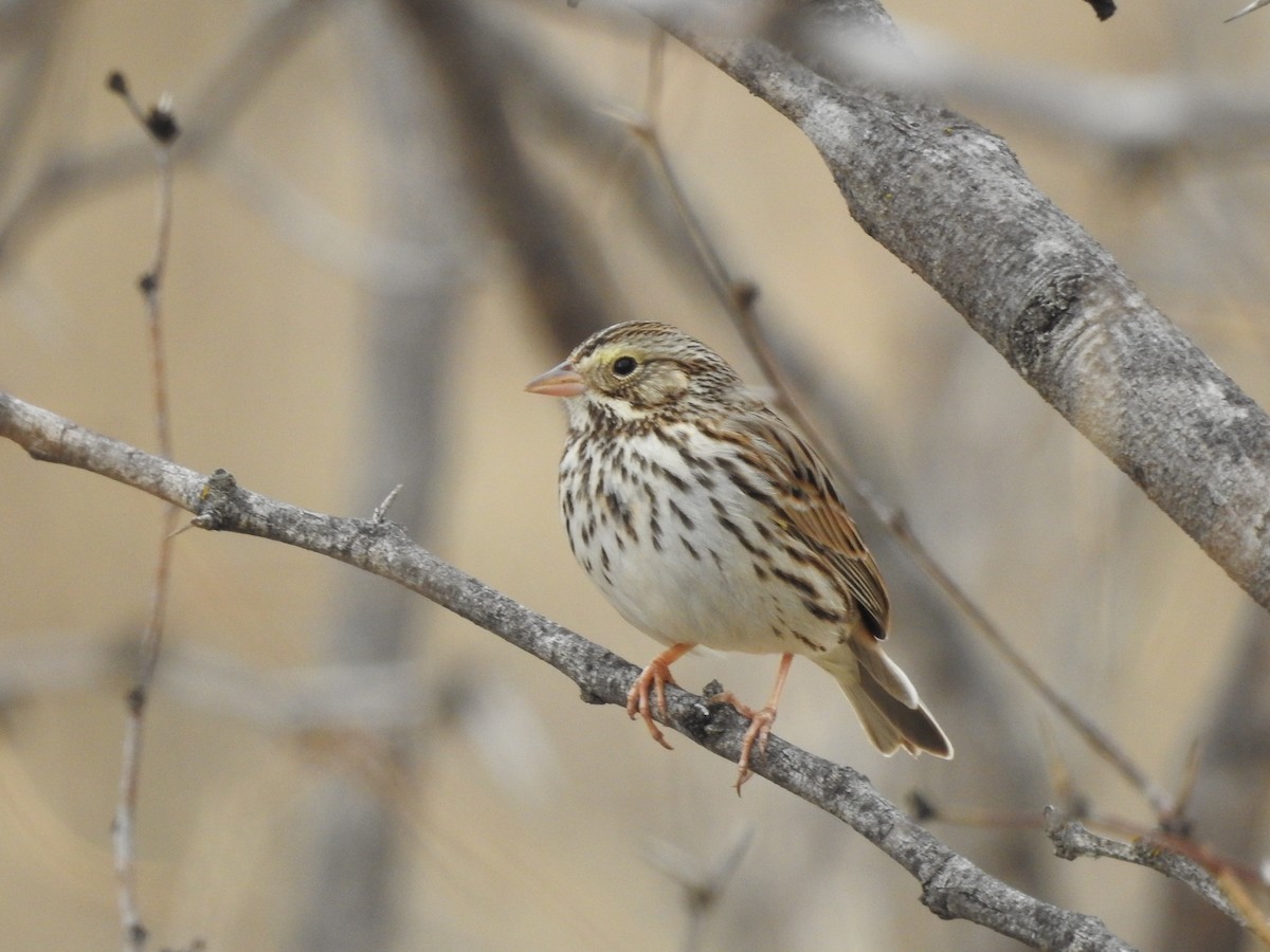 Savannah Sparrow - ML85525591