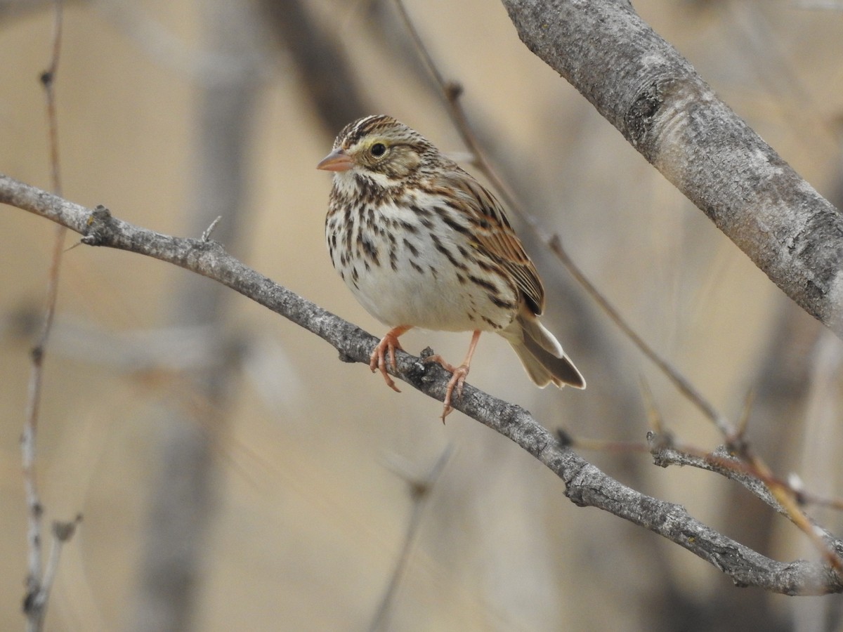 Savannah Sparrow - ML85525601