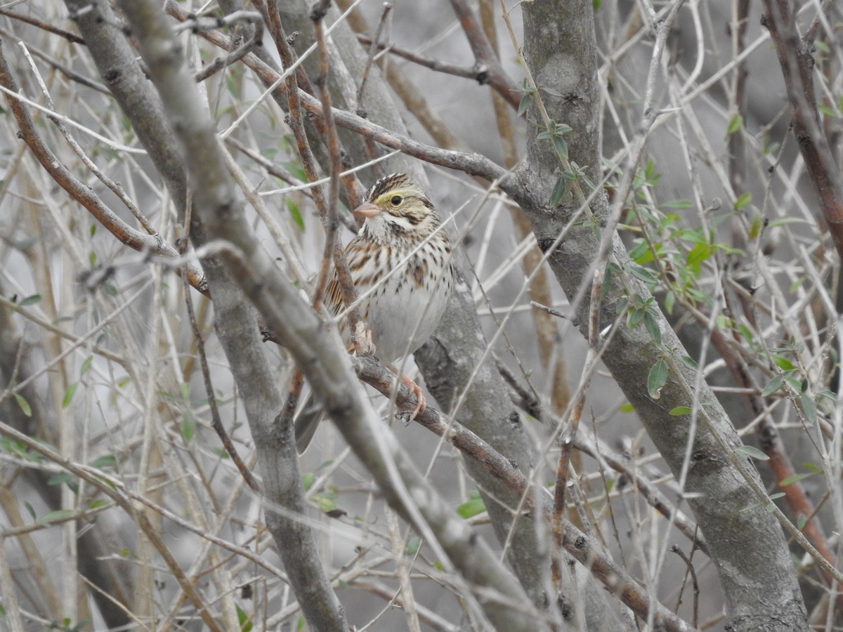 Savannah Sparrow - ML85525611