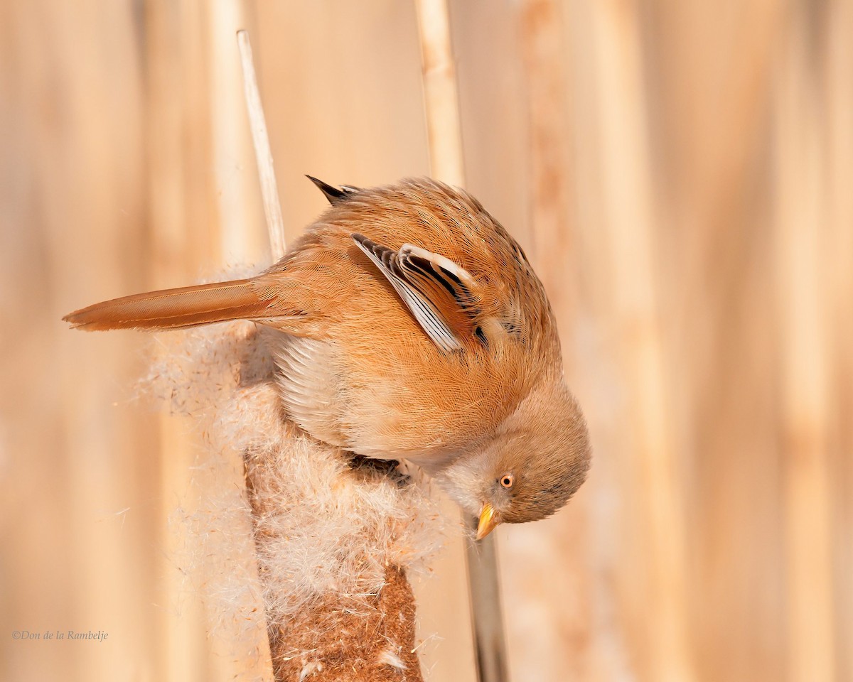 Bearded Reedling - ML85526591