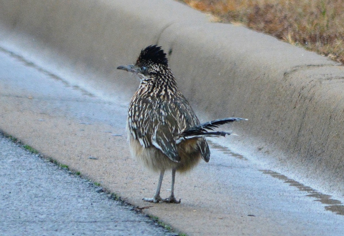 Greater Roadrunner - Rhonda Townsend