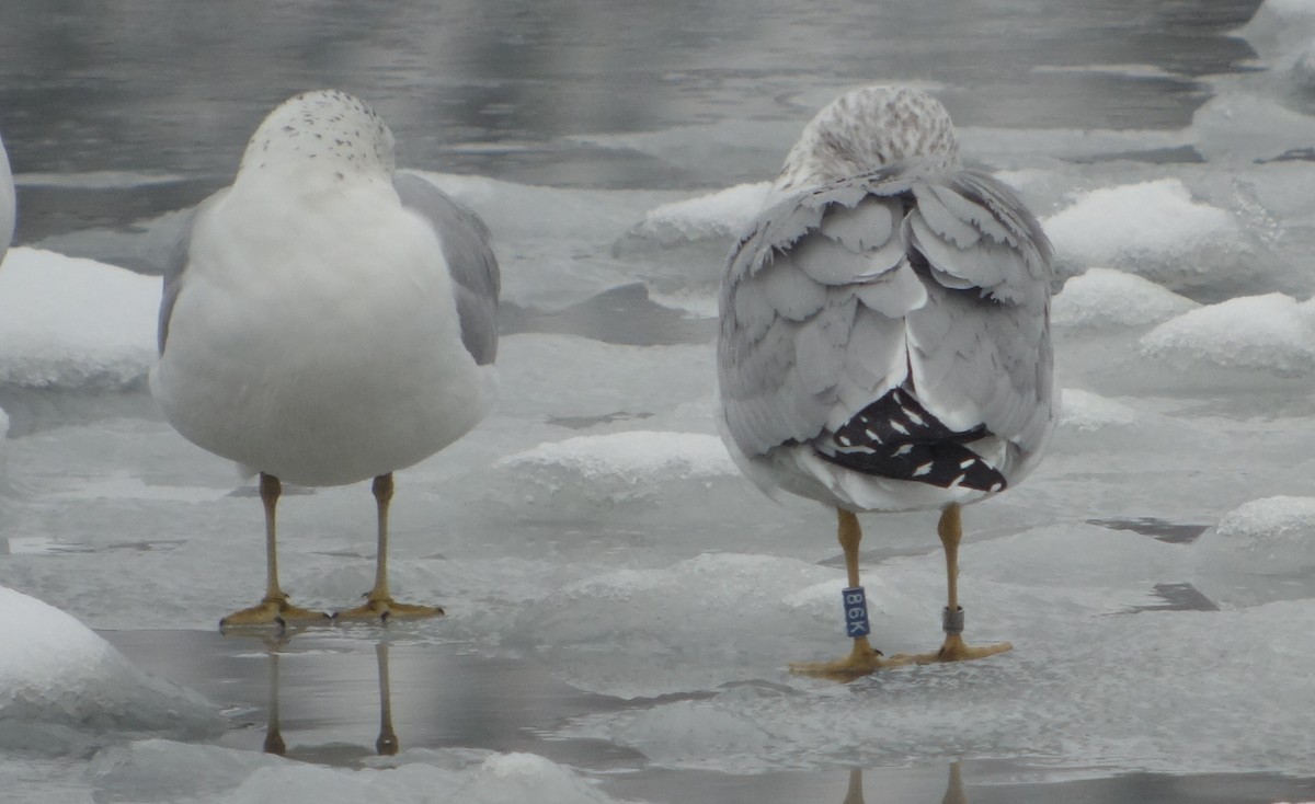 Ring-billed Gull - ML85528021