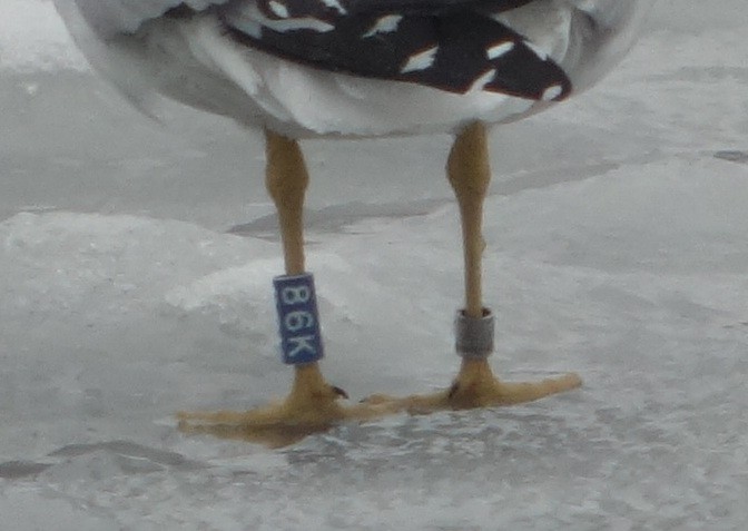 Ring-billed Gull - ML85528061