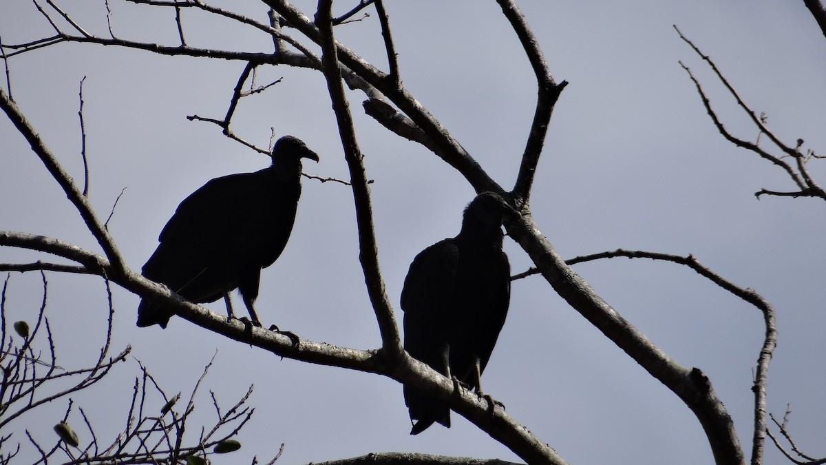 Black Vulture - ML85530271