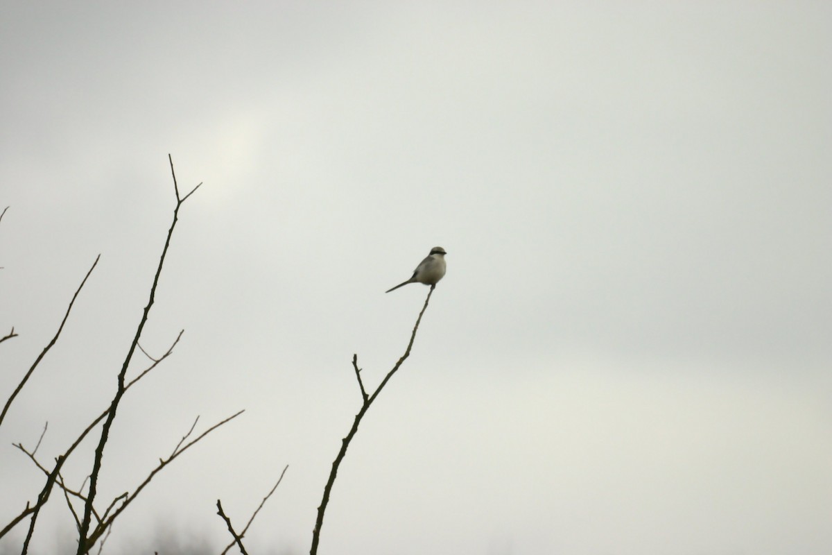 Great Gray Shrike (Great Gray) - Jon Lowes