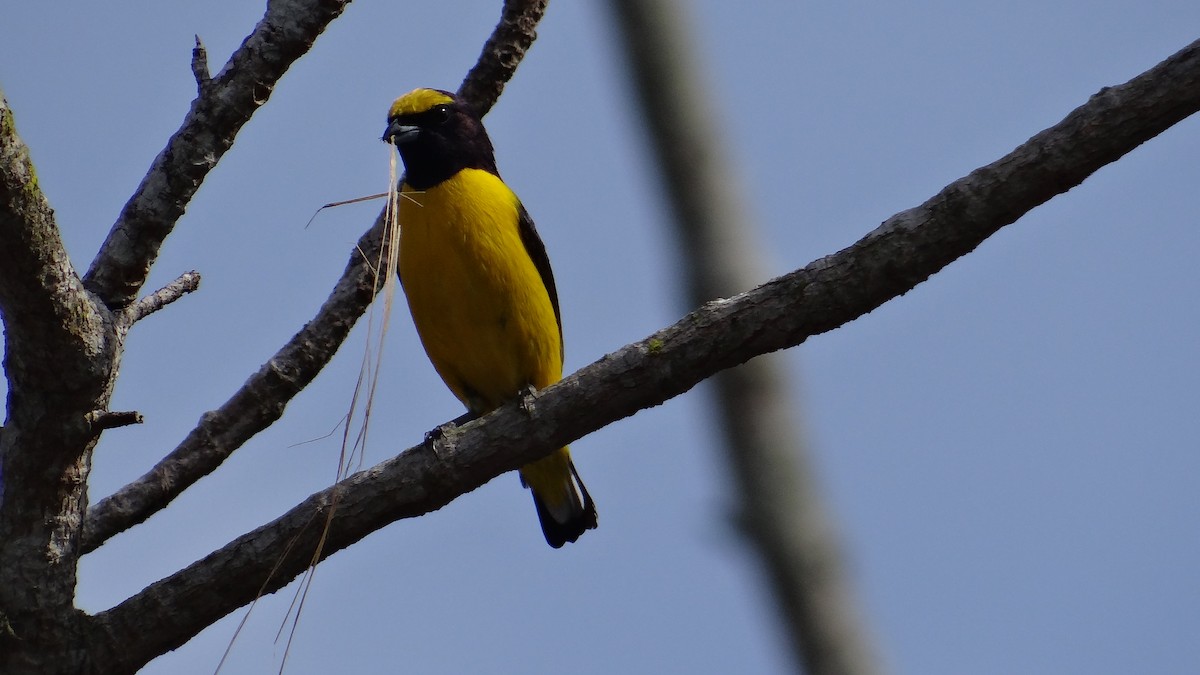 Scrub Euphonia - ML85530801