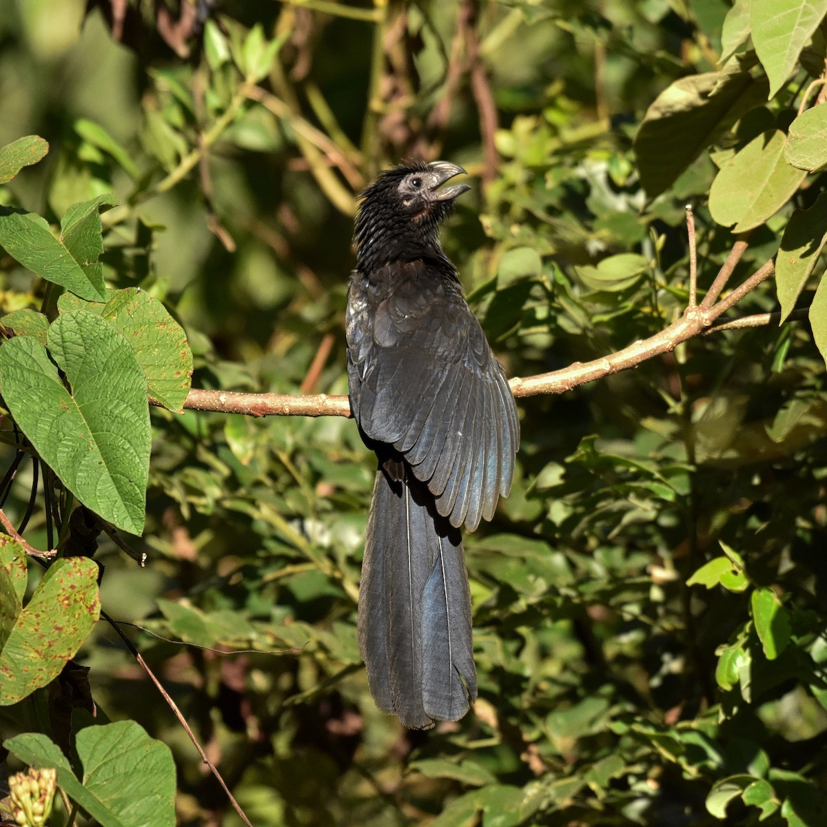 Groove-billed Ani - ML85532081