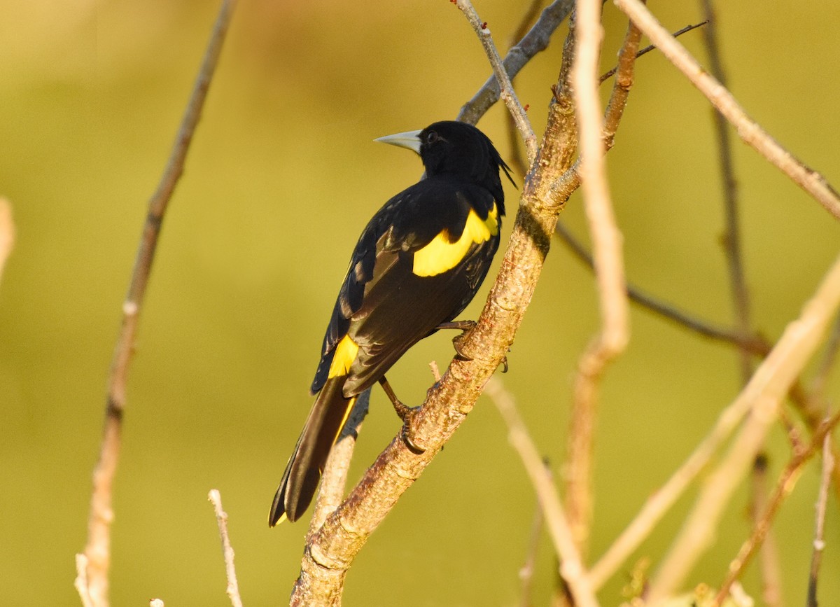 Yellow-winged Cacique - ML85532391