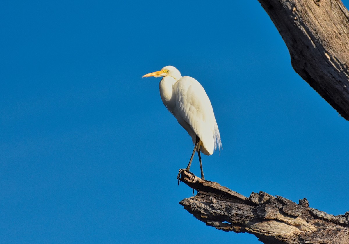 Great Egret - Roger Beardmore