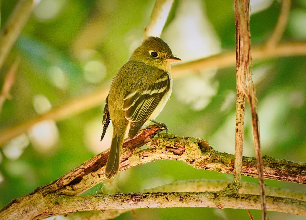 Western Flycatcher (Pacific-slope) - ML85533111