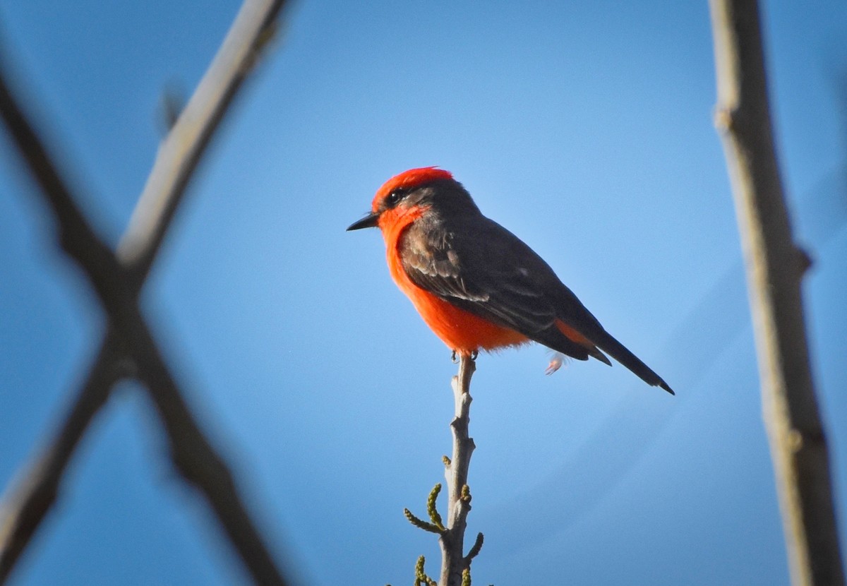 Vermilion Flycatcher - ML85533271