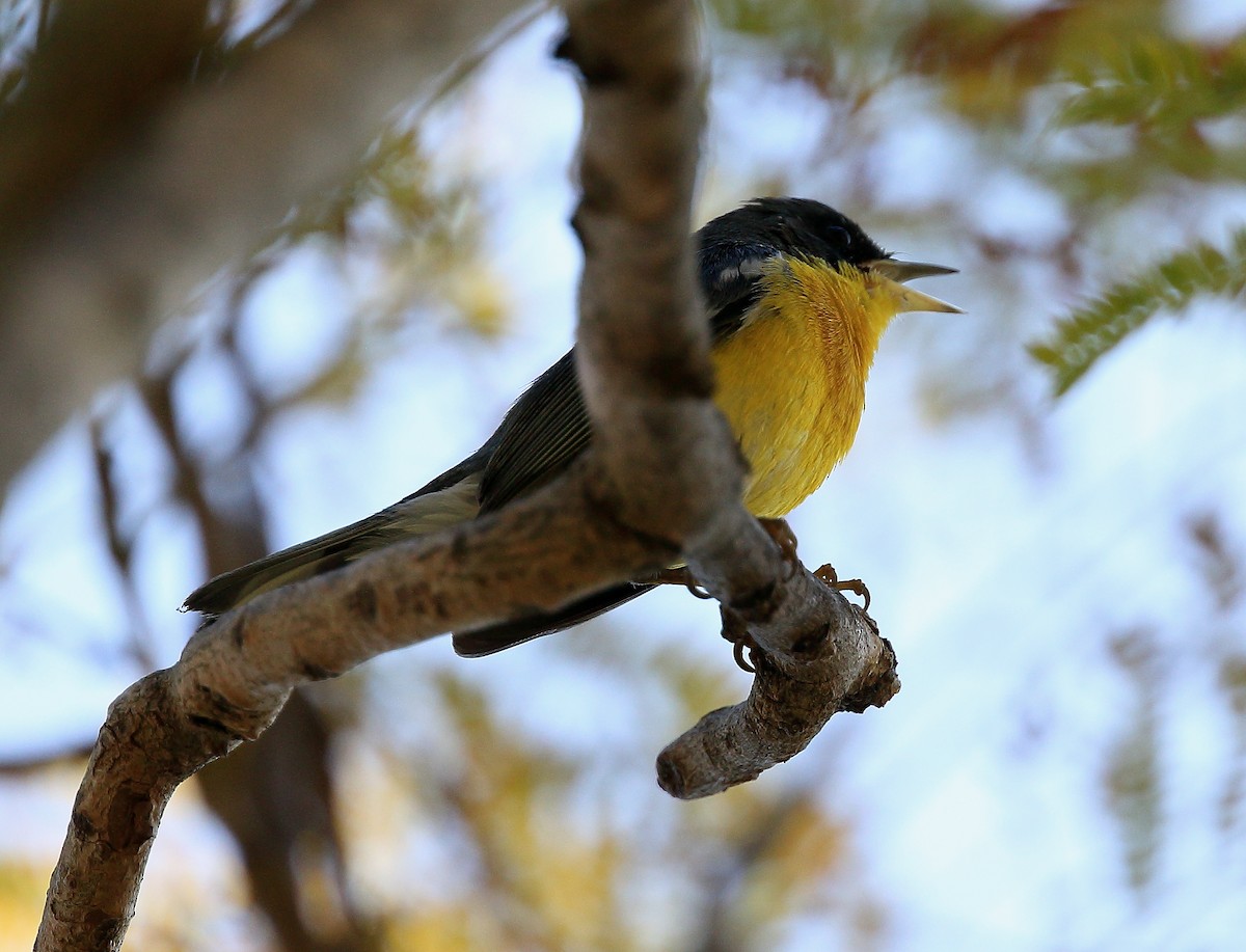 Tropical Parula - ML85533351