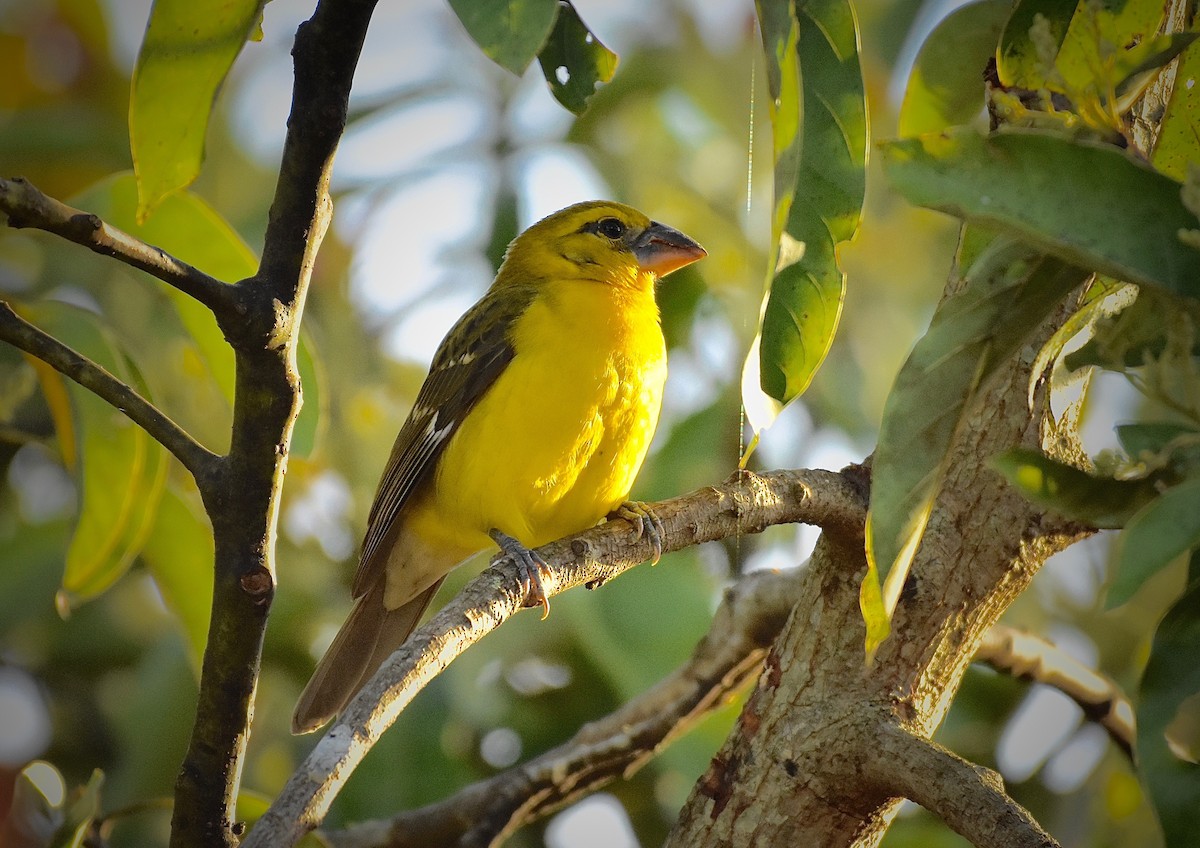 Yellow Grosbeak - ML85533531