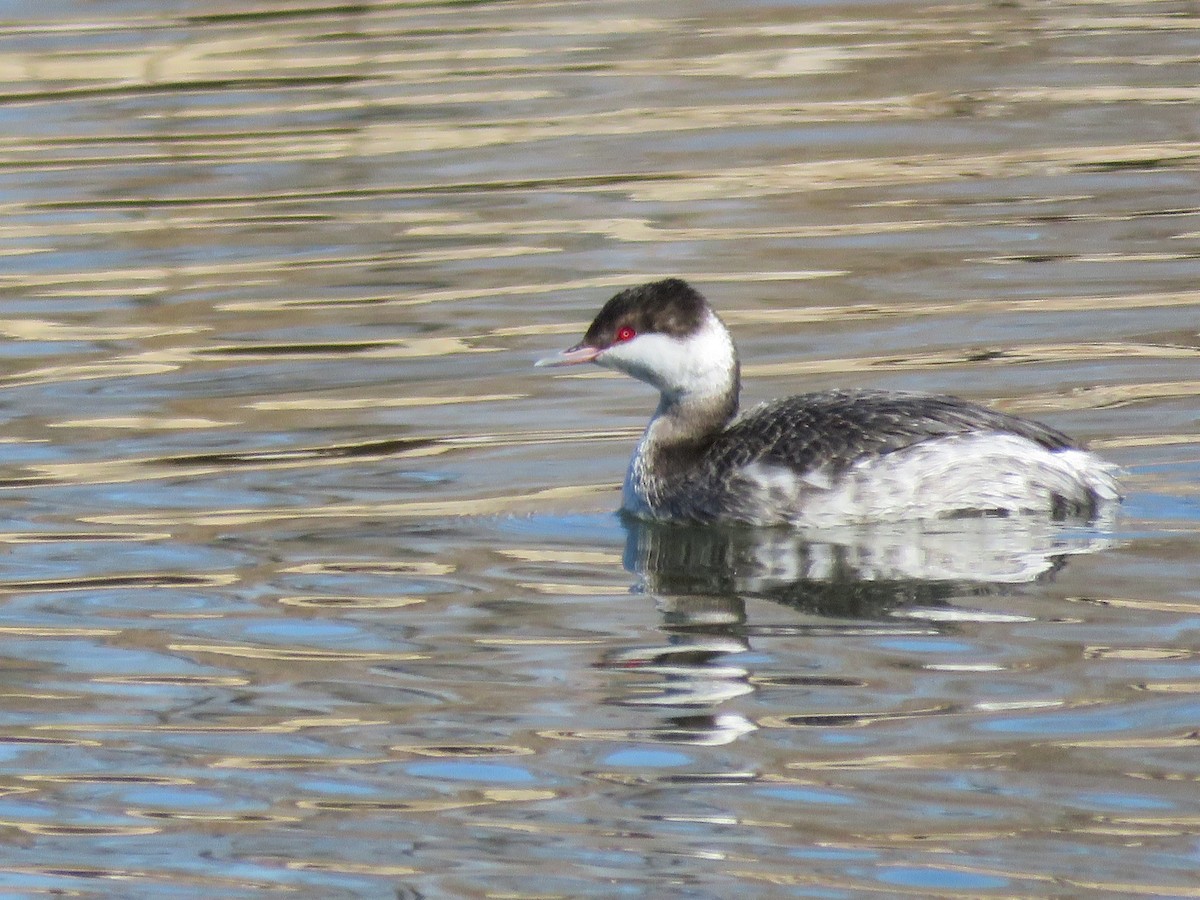 Horned Grebe - David Fleming