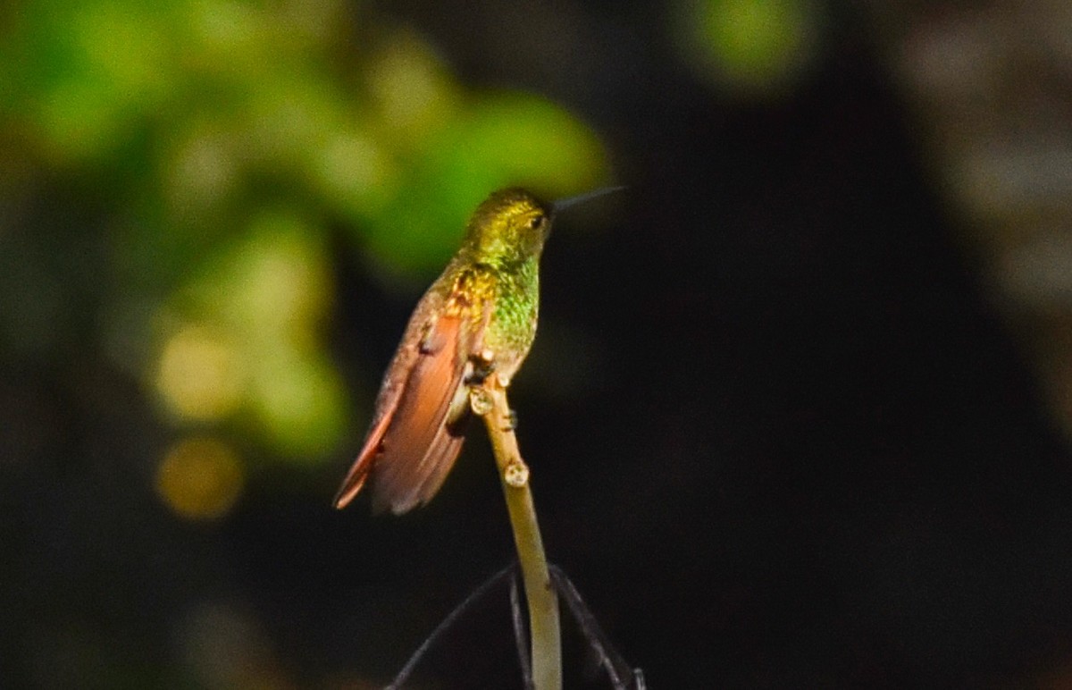 beryllkolibri - ML85533801