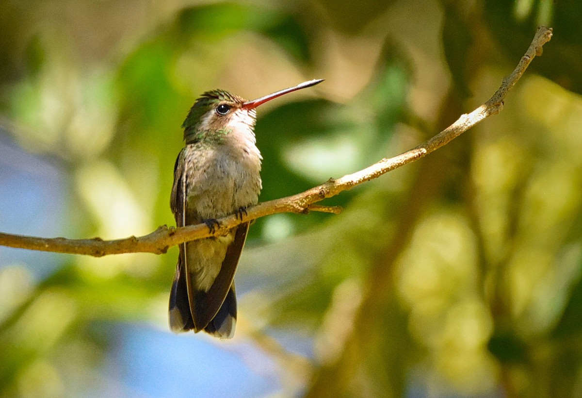 Colibrí Piquiancho Común - ML85534161