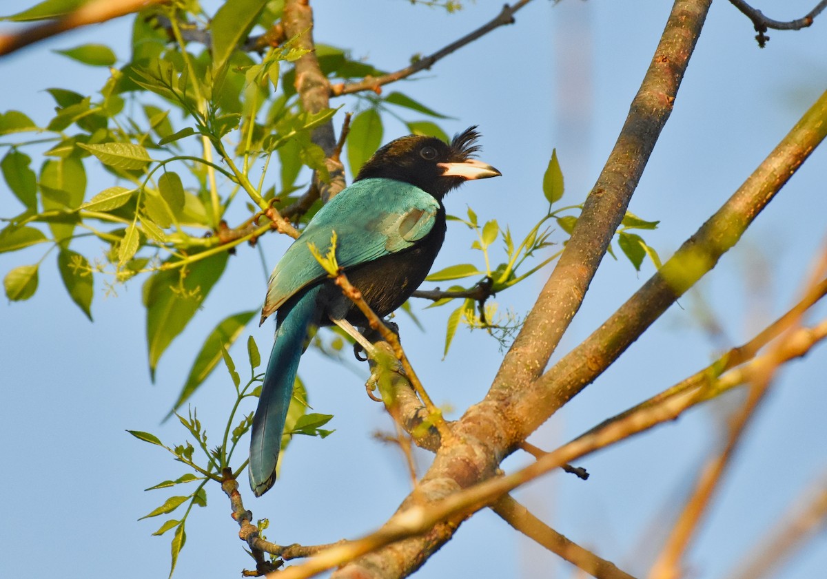 San Blas Jay - ML85534331