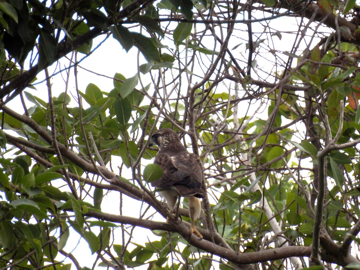 Short-tailed Hawk - Luis Gonzalez