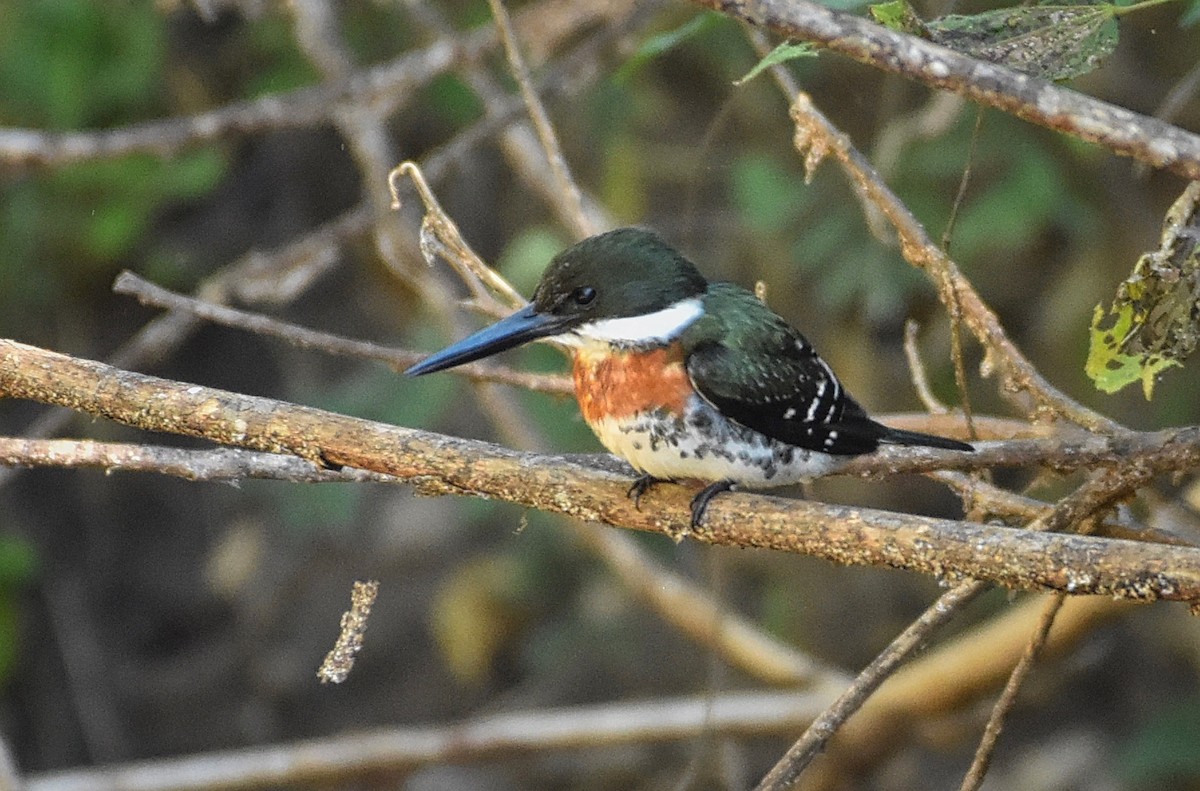 Green Kingfisher - ML85534461