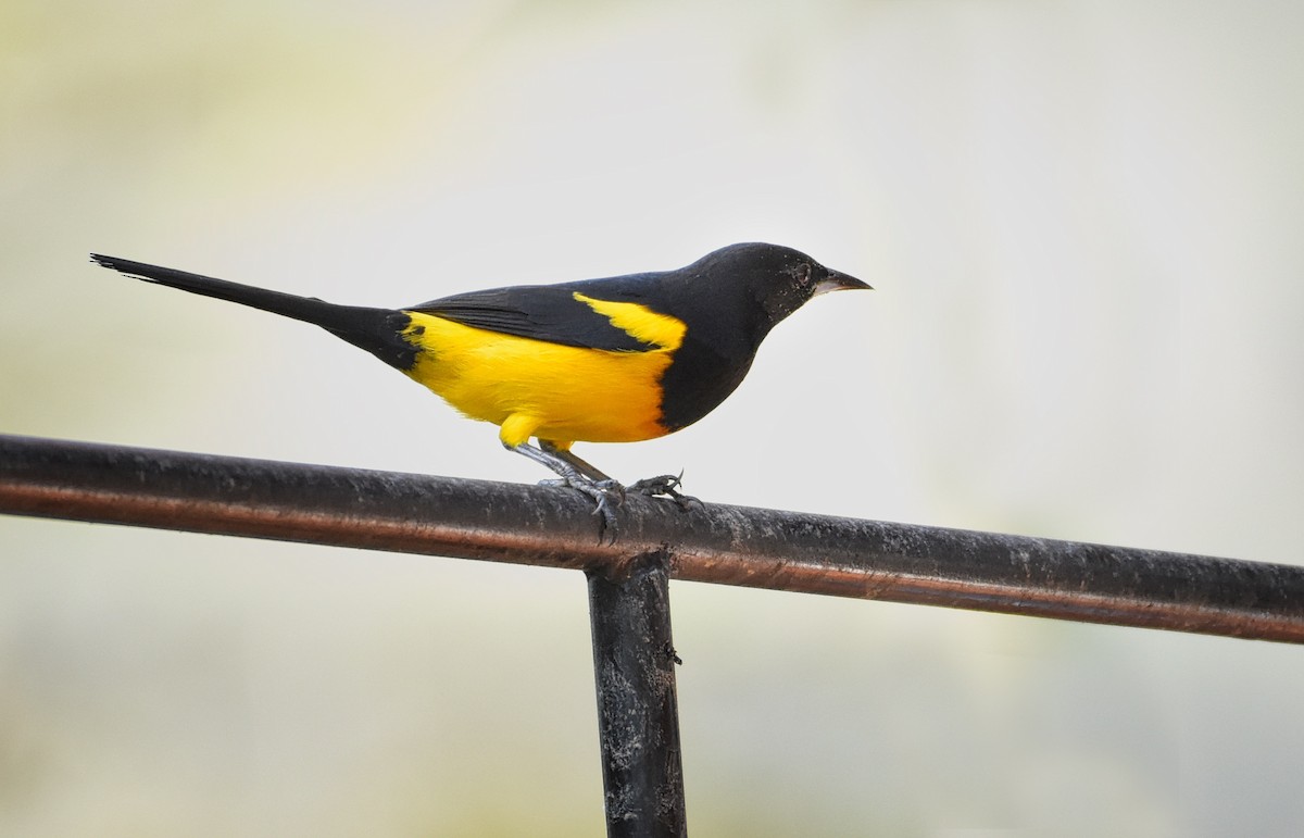 Black-vented Oriole - ML85534831