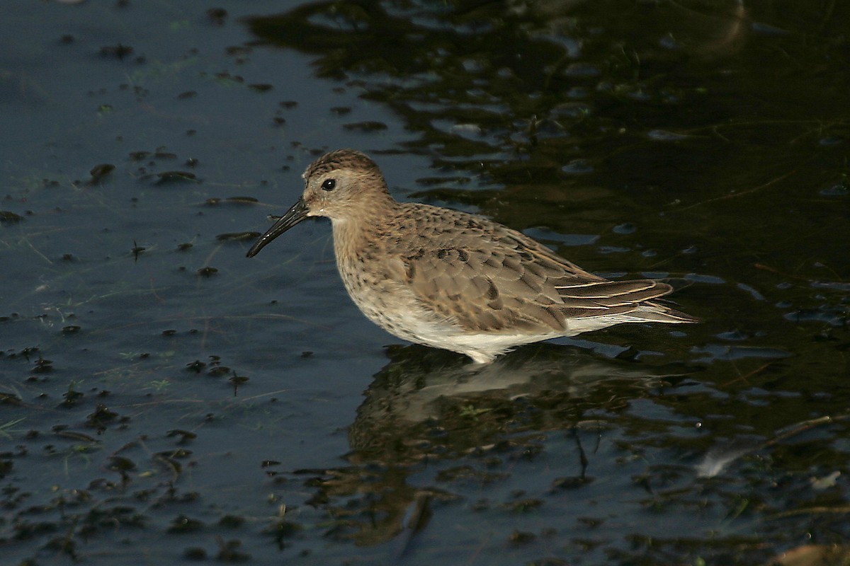 Dunlin - ML85535281