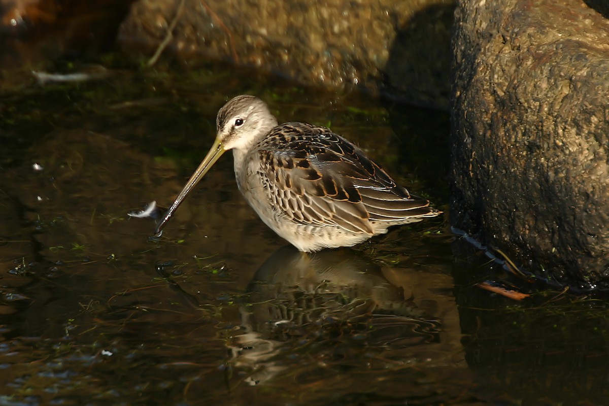 Long-billed Dowitcher - ML85535491