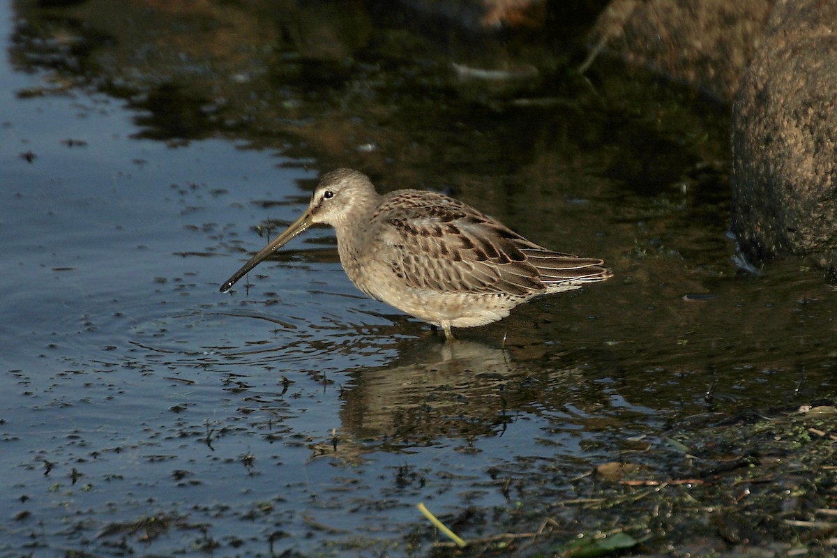 Long-billed Dowitcher - ML85535501