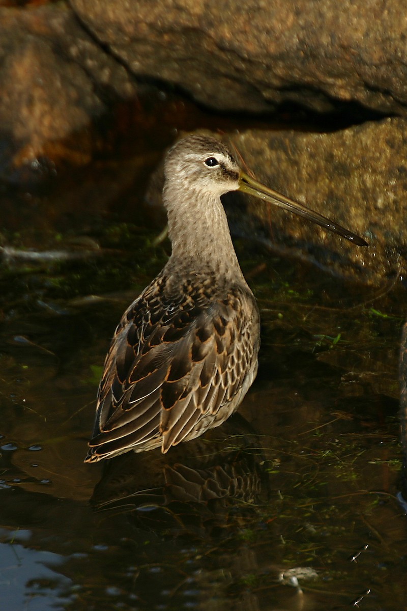 Long-billed Dowitcher - ML85535521