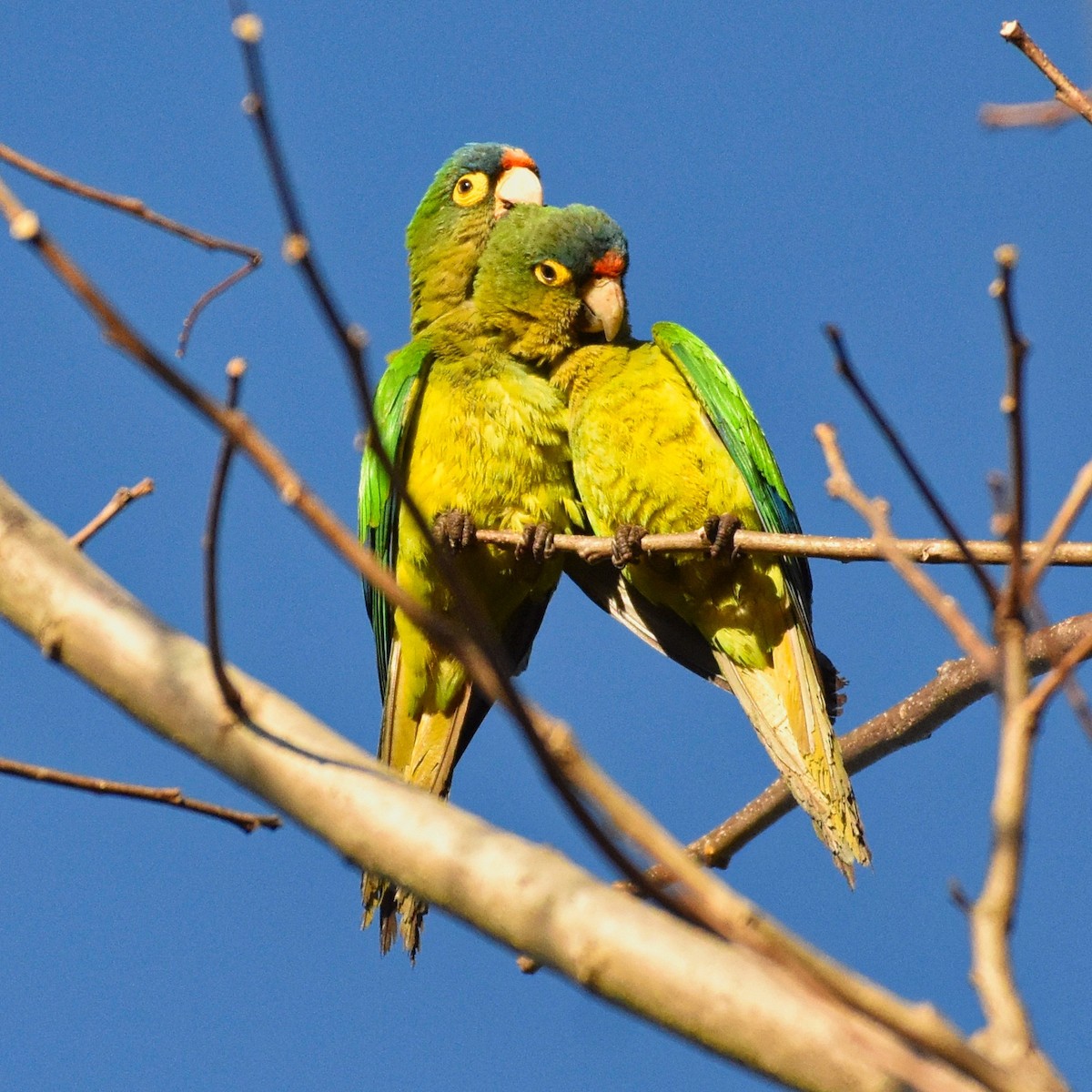 Aratinga Frentinaranja - ML85536461