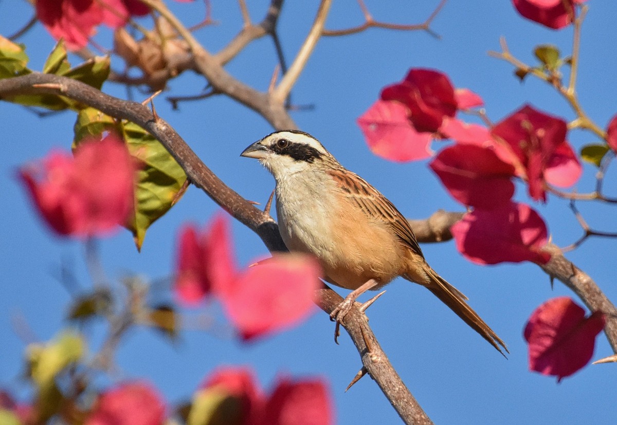 Stripe-headed Sparrow - ML85536901